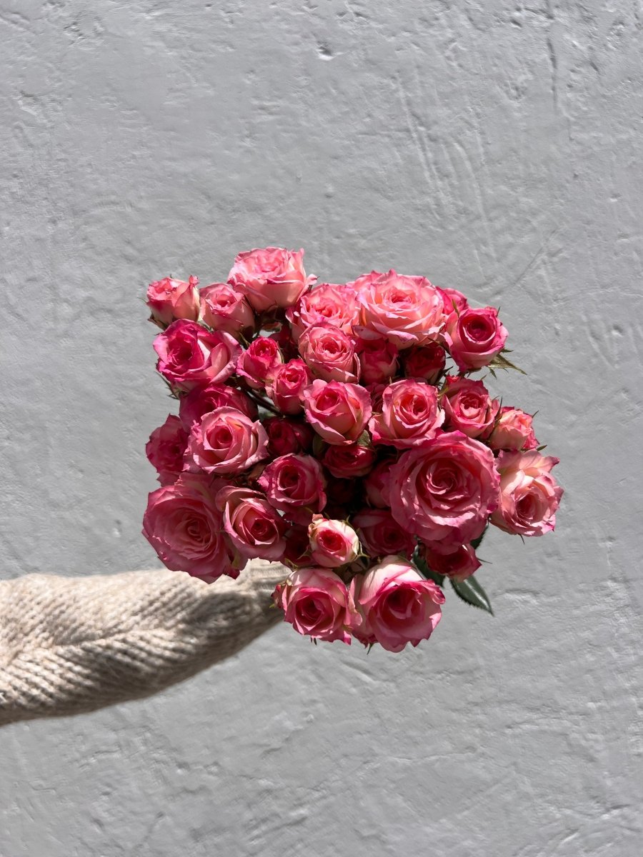 bicolor pink-zar jorge spray roses