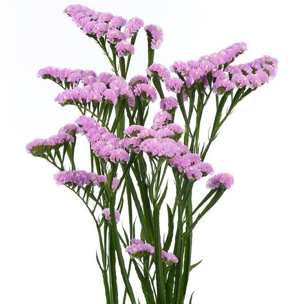 LAVANDER STATICE - 48 STEMS