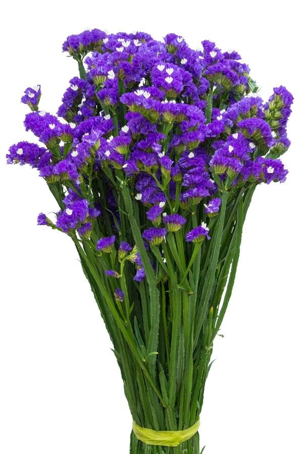 PURPLE STATICE - 48 STEMS