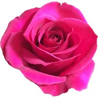 QUEENBERRY-12 STEMS