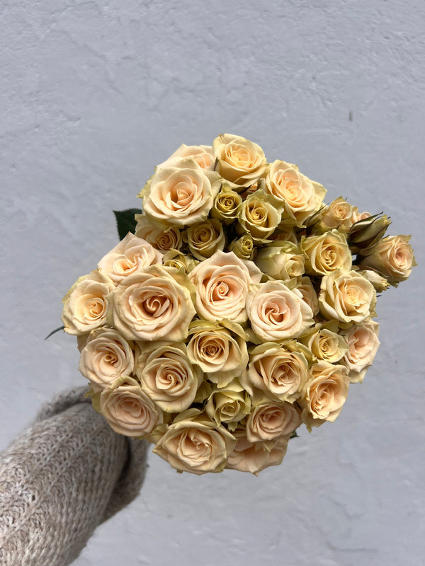 wholesale 20 Cream spray roses