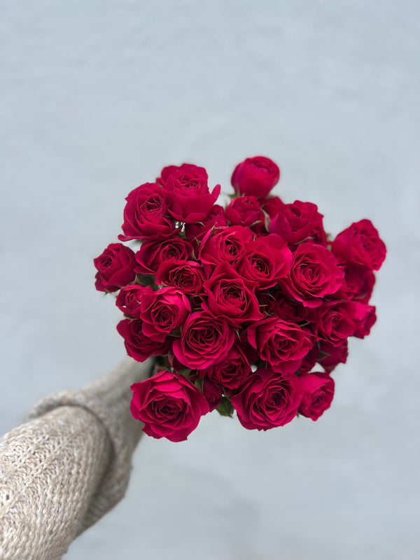 wholesale 20 Cream spray roses