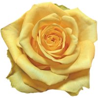 STARDUST-12 STEMS