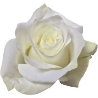SUGARDOLL-12 STEMS