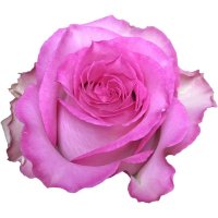 SWEETUNIQUE-12 STEMS