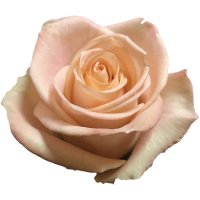TIFFANY-12 STEMS