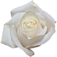 VENDELA-12 STEMS