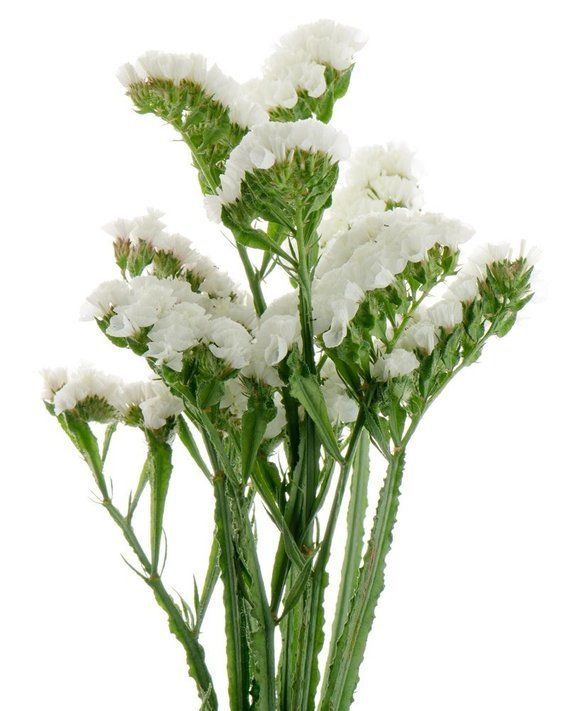 WHITE STATICE - 48 STEMS